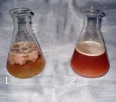 Links staat de inhoud van de beerput voor de behandeling met bacteriën, rechts erna
