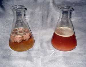 À esquerda está o conteúdo da fossa antes do tratamento com bactérias, à direita - depois