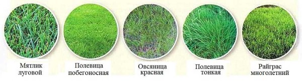 A escolha de grama de gramado é ampla, mas cinco principais são usados ​​com mais frequência: