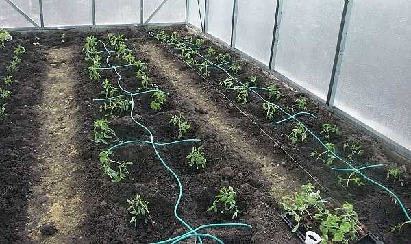A irrigação por gotejamento é usada em hortas e estufas. É mais eficaz no cultivo de vegetais e frutas