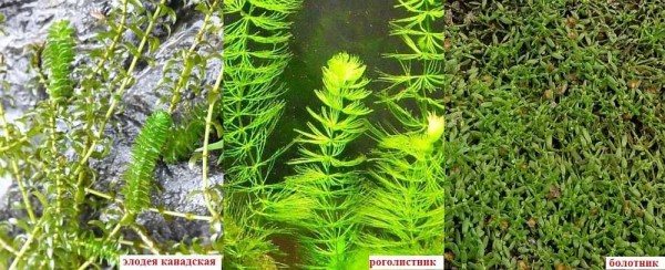 Deze planten voorzien het water van zuurstof