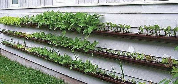 גינת ירק על קיר הבית