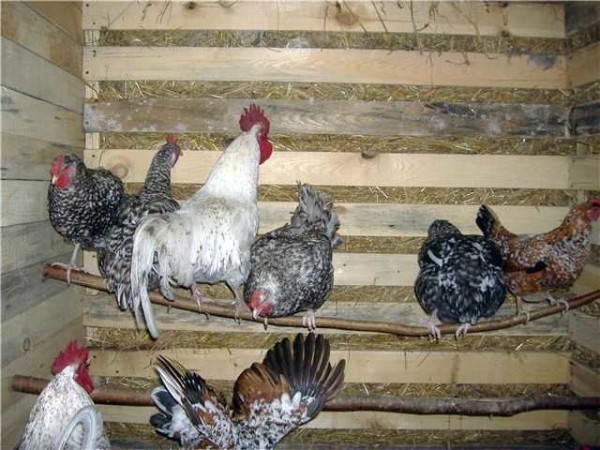 Fixa de vanliga tjocka grenarna - här är en plats för kycklingar. Det finns mer än tillräckligt i kycklinghuset i landet