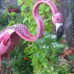 Flamenc rosat elegant en companyia de gallines)))