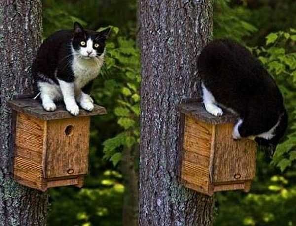 Make the roof ledge larger so that the cat cannot reach the chicks with its paw