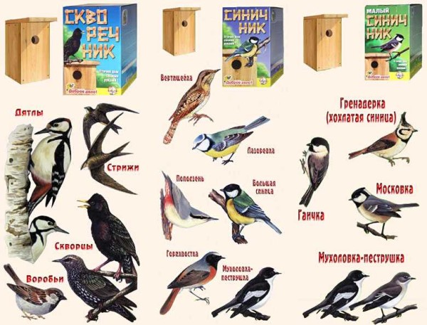 Những loài chim nào định cư trong những nhà nuôi chim nào
