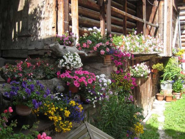 Een overvloed aan bloemen zal elk landschap of huis opvrolijken