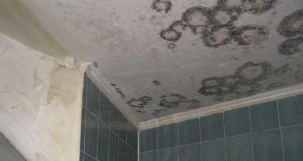 Il motivo per la comparsa di muffe e funghi nel bagno è la scarsa ventilazione.