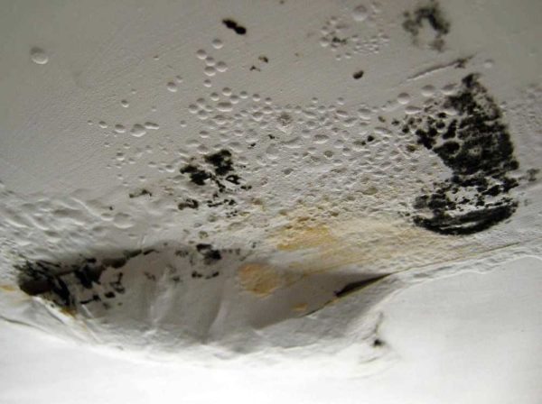 Il fungo non è solo una superficie. Le sue spore all'interno del muro