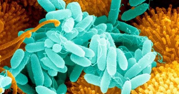 As bactérias precisam criar condições ideais para a vida