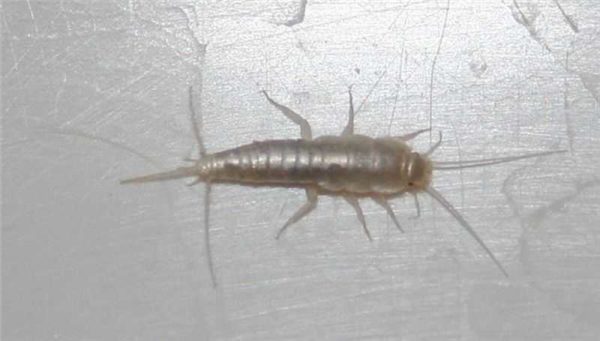 Један од најчешћих инсеката у купатилу је сребрна рибица.