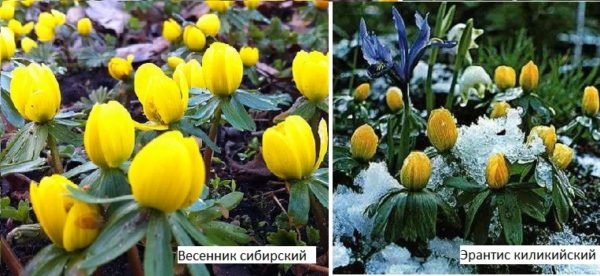Flores da primavera para chalés de verão - despretensioso, inverno ao ar livre