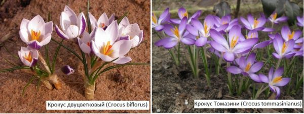 Flores da primavera para uma residência de verão - açafrões de diferentes tipos