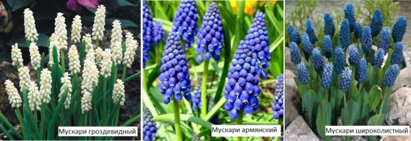 מוסקרי הם פרחים בולבוסיים רב שנתיים הפורחים באביב