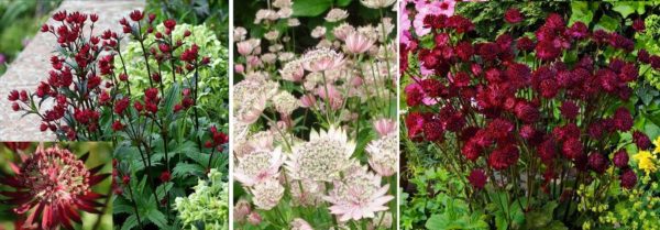 Astrantia - prachtige bloemen die de hele zomer bloeien voor een zomerresidentie