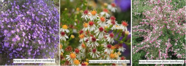 Αιώνια asters - ένα φθινοπωρινό λουλούδι για μια καλοκαιρινή κατοικία