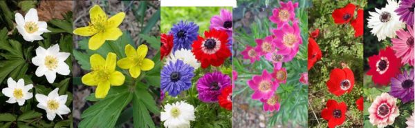 Anemones: un gran nombre de colors, formes