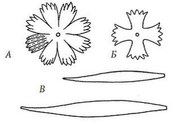 Als je het erg op het echte wilt laten lijken (A - een patroon voor een bloeiende bloem, B - voor een knop)