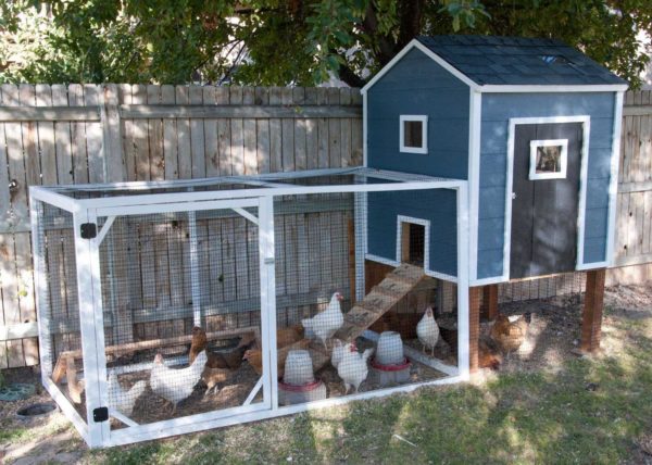 Um lindo galinheiro para 10-20 galinhas não pode ser escondido no quintal