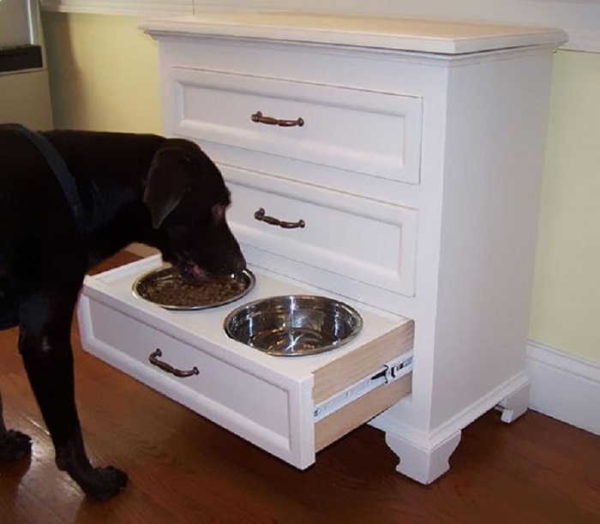أين تضع أطباق الكلب
