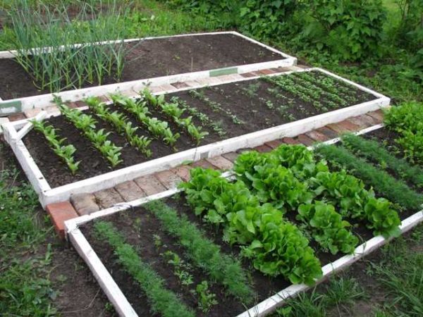 נוצר גן ירק חכם, לרוב מיטות מוגבהות או גבוהות, בו נוצרים התנאים הדרושים לצמיחת צמחים