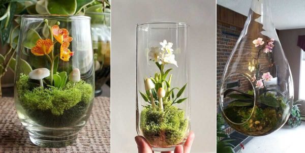 Les phalaenopsis sont des candidats idéaux pour la culture en verre ou en pot