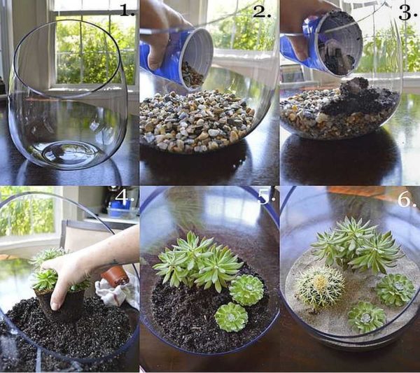 Versuchen Sie, das erste Florarium mit Ihren eigenen Händen aus Sukkulenten und Kakteen herzustellen