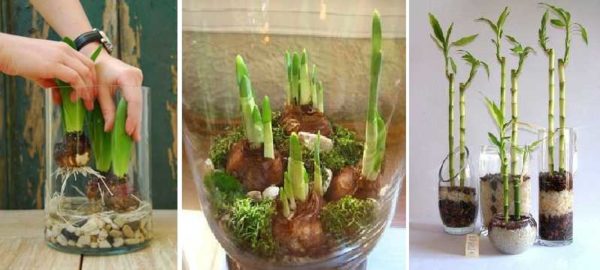 La versione più semplice di un giardino in un vaso - piante bulbose
