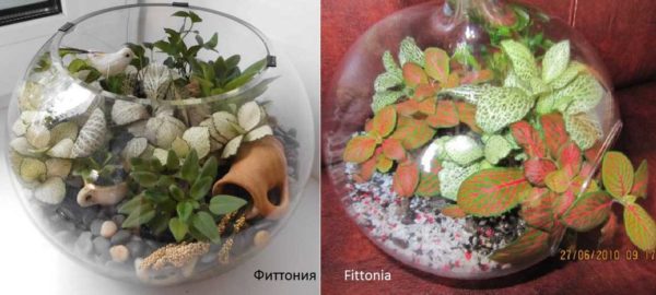 One of the most popular plants for growing in the florarium is Fittonia