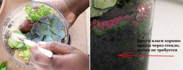 Minyatür bir florarium için bakmanın sırları