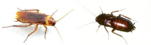 kakkerlakken prusak en zwart